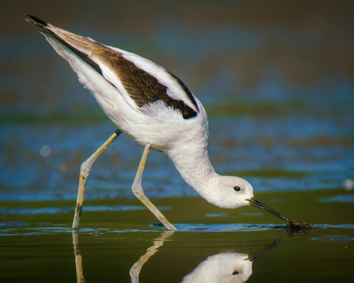 American Avocet - ML642661050
