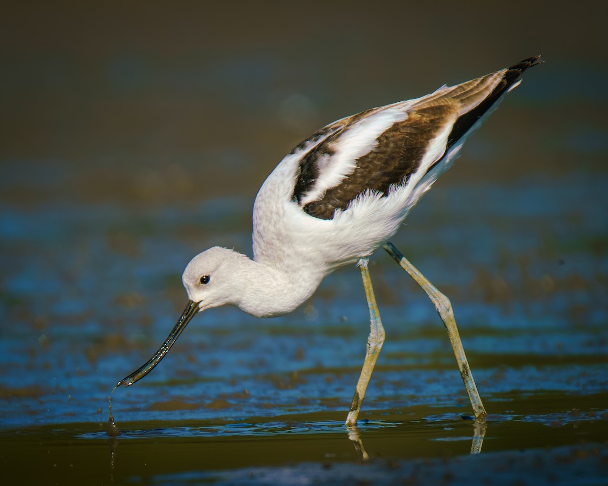 American Avocet - ML642661052