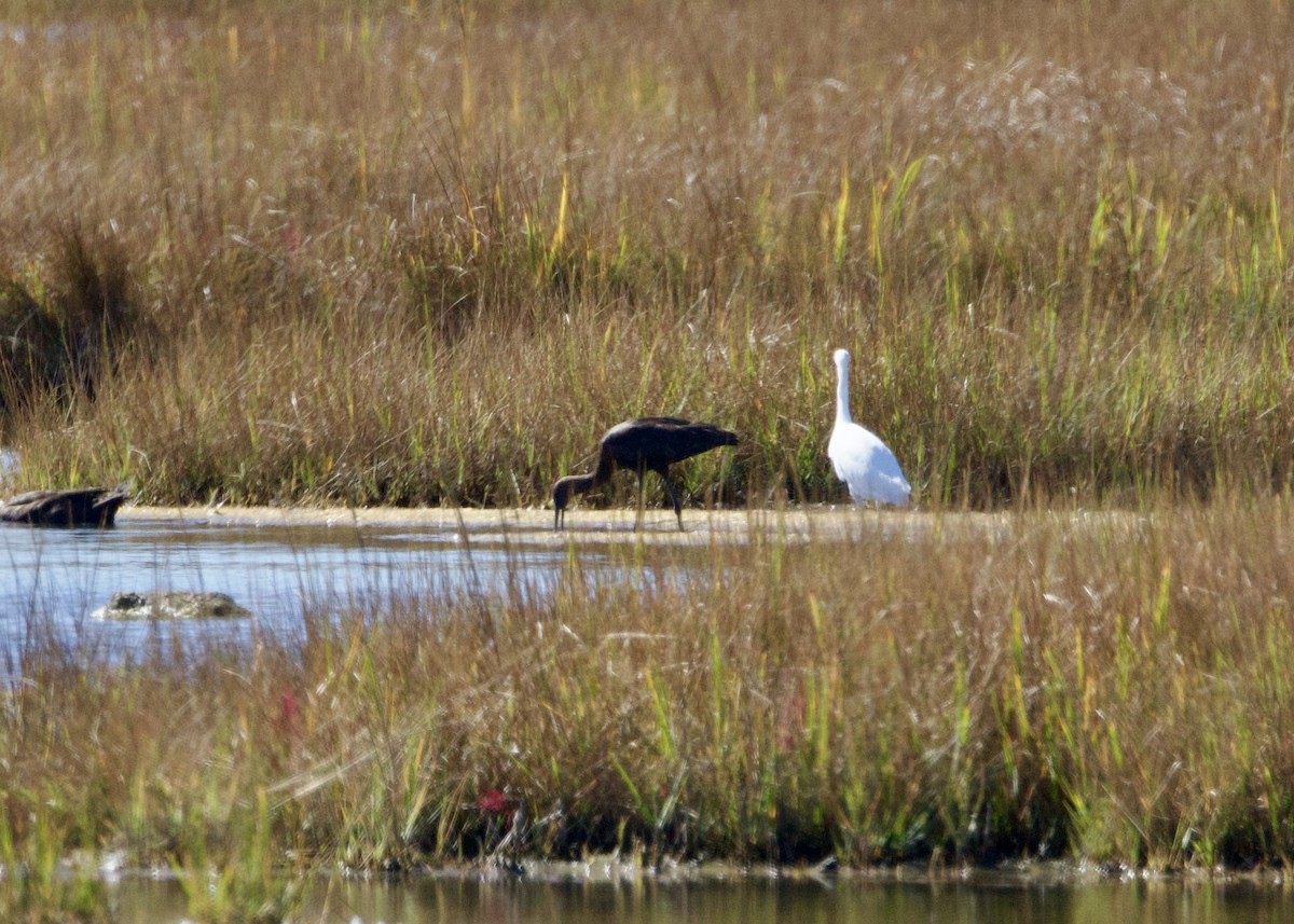 ブロンズトキ - ML642661053