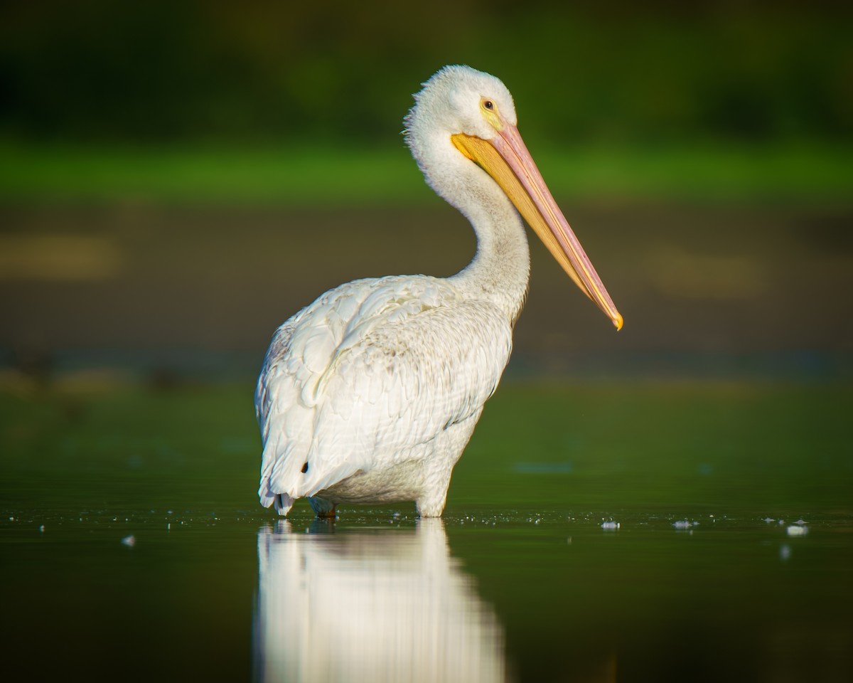 American White Pelican - ML642661054