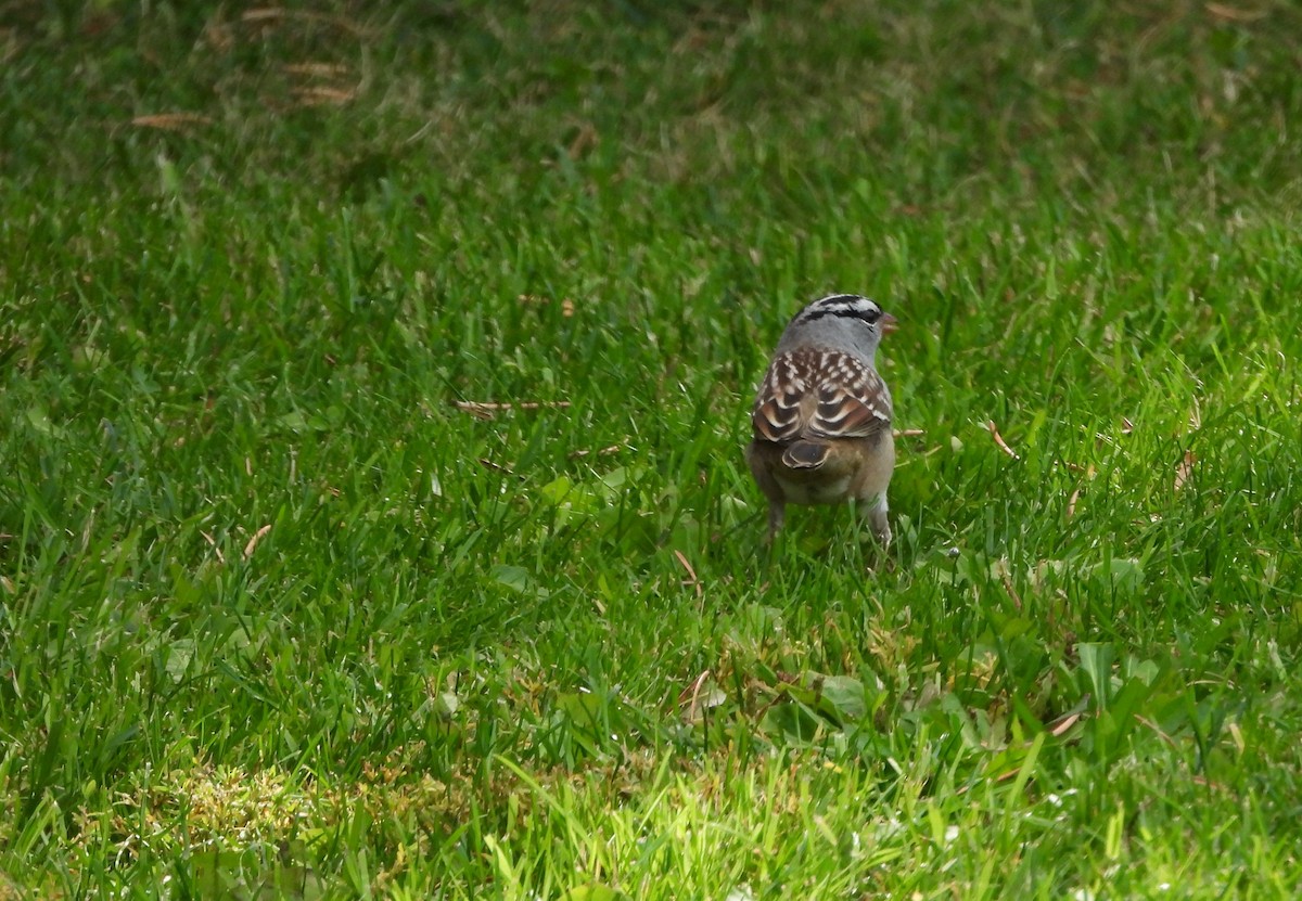 White-crowned Sparrow - ML642661055