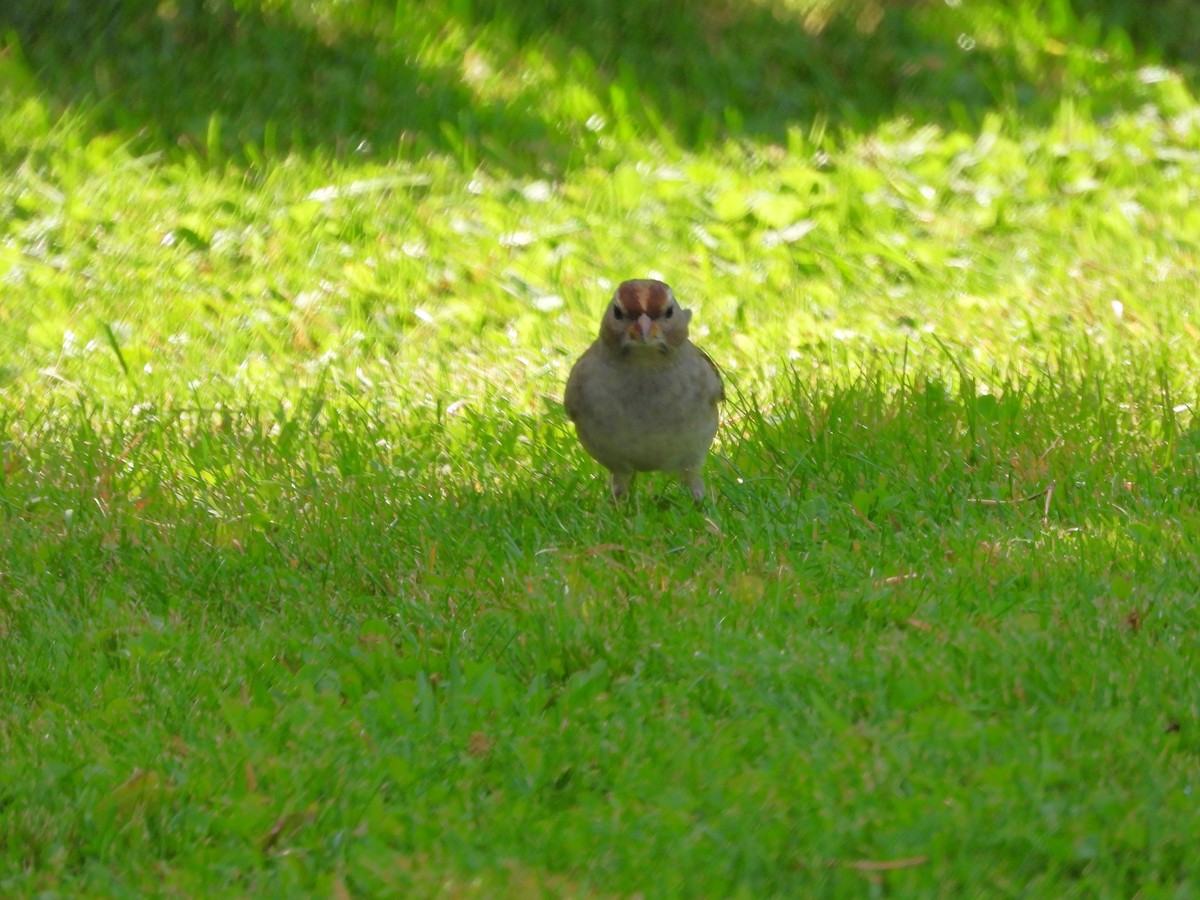 White-crowned Sparrow - ML642661056