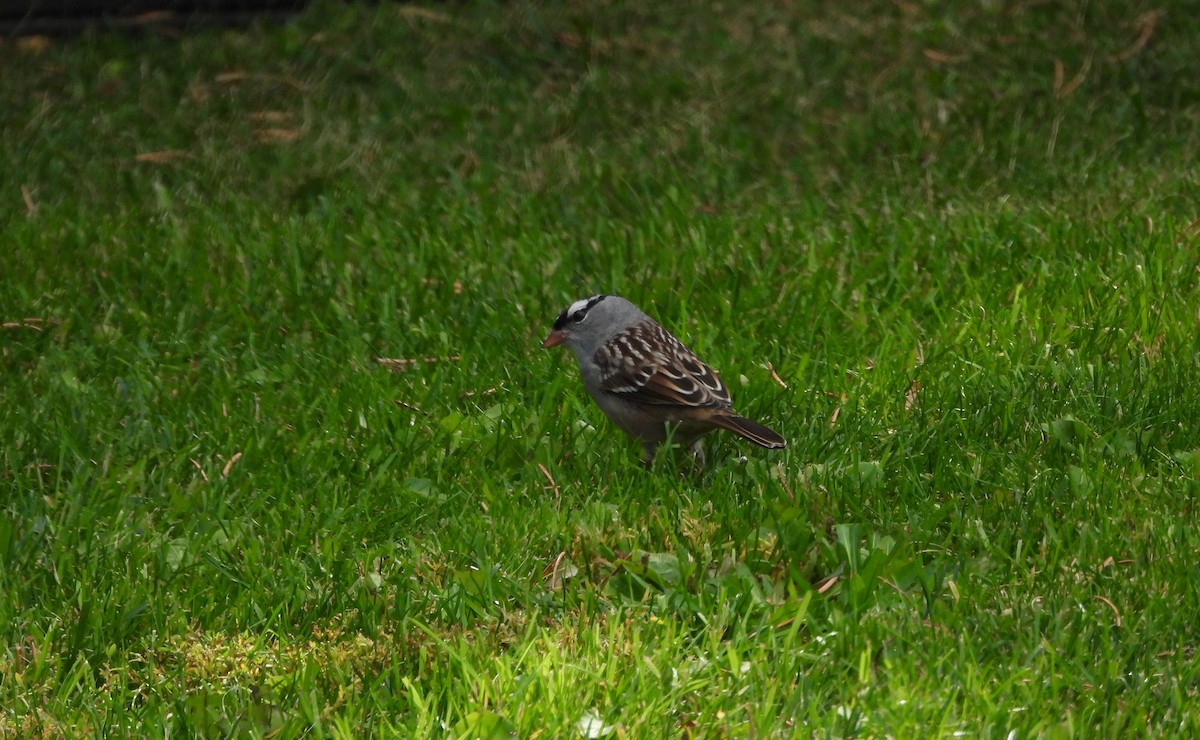 White-crowned Sparrow - ML642661057