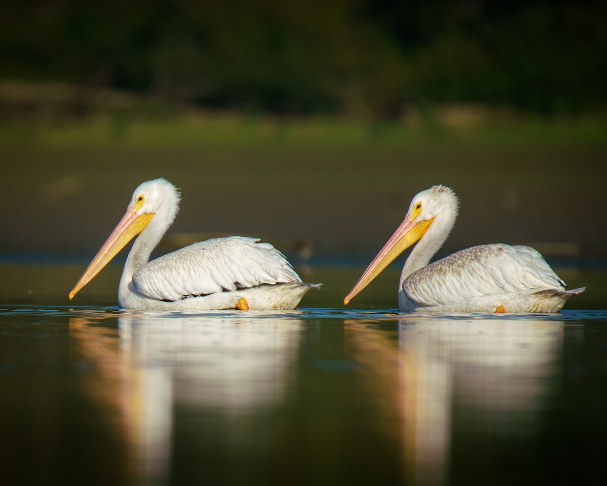 American White Pelican - ML642661059