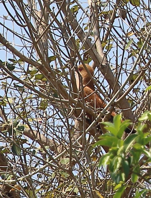 Little Cuckoo - ML642661060