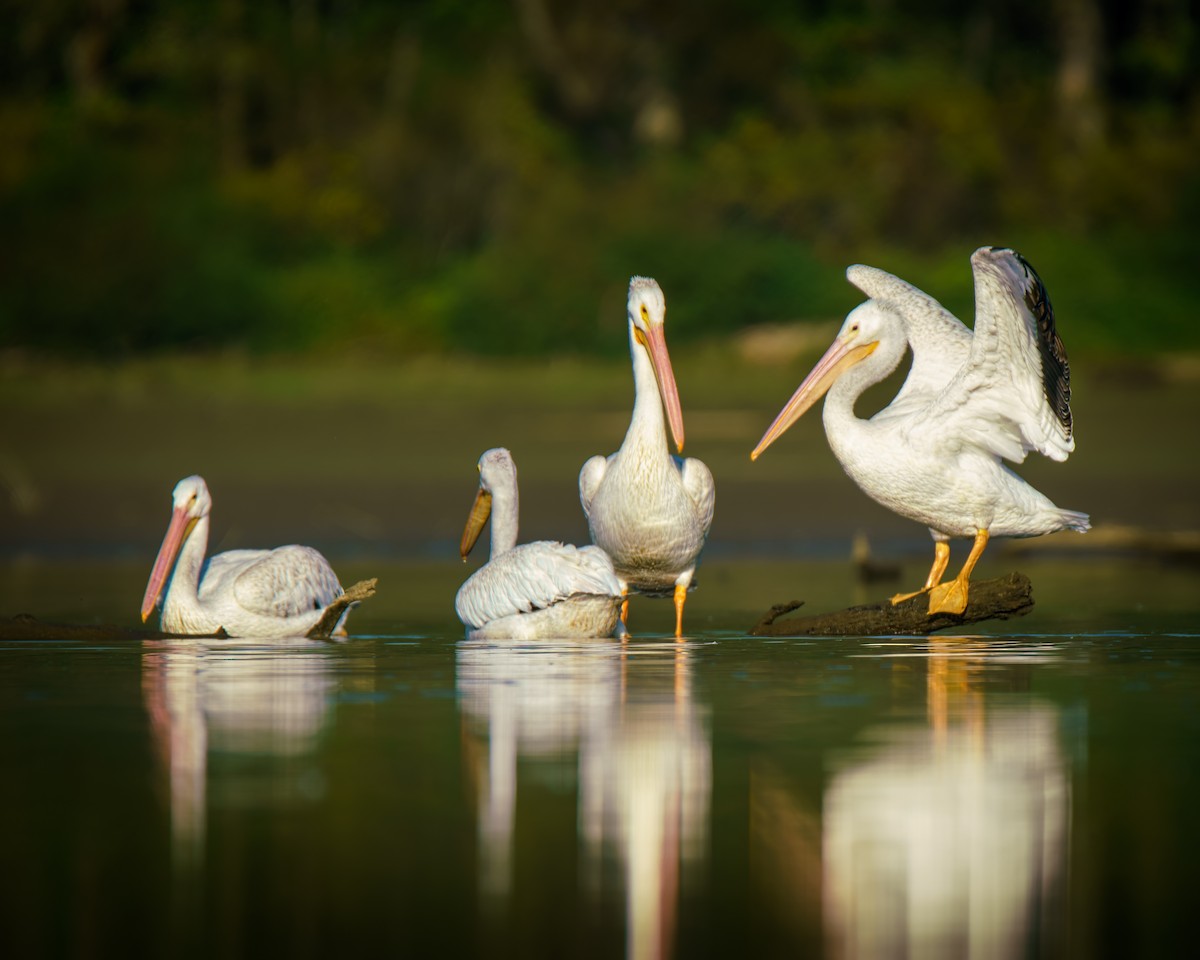 American White Pelican - ML642661064