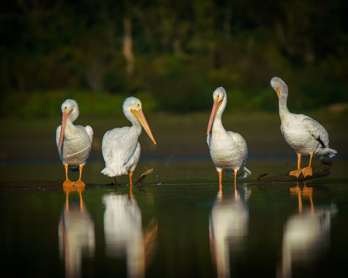 American White Pelican - ML642661065