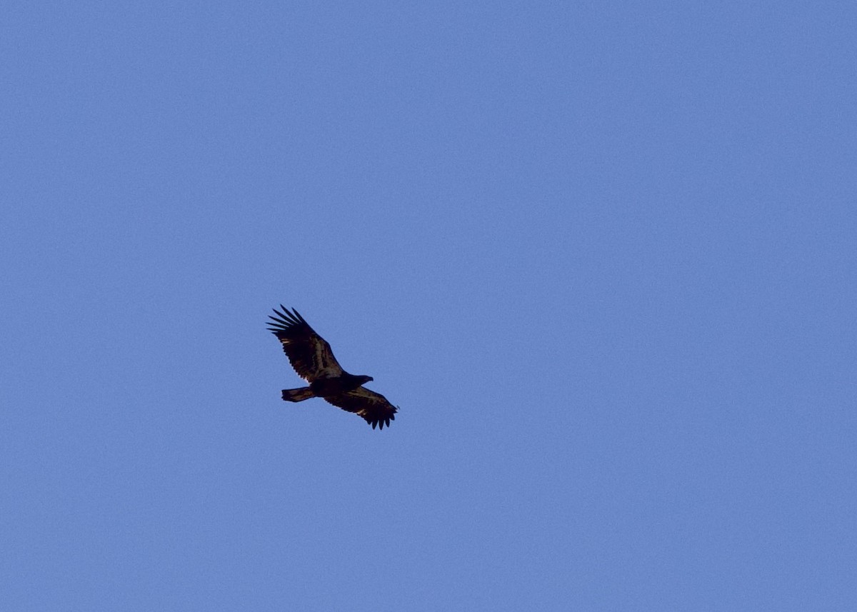 Bald Eagle - ML642661069