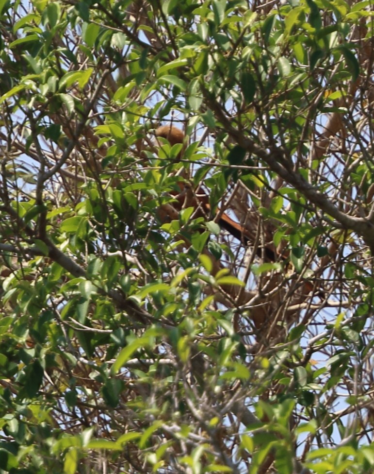 Little Cuckoo - ML642661072