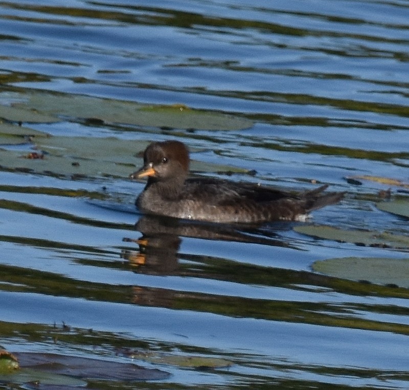 Hooded Merganser - ML642661079