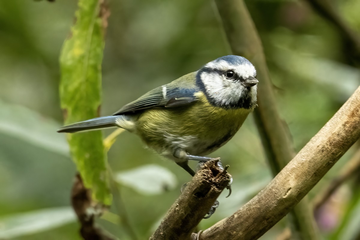 Eurasian Blue Tit - ML642661082