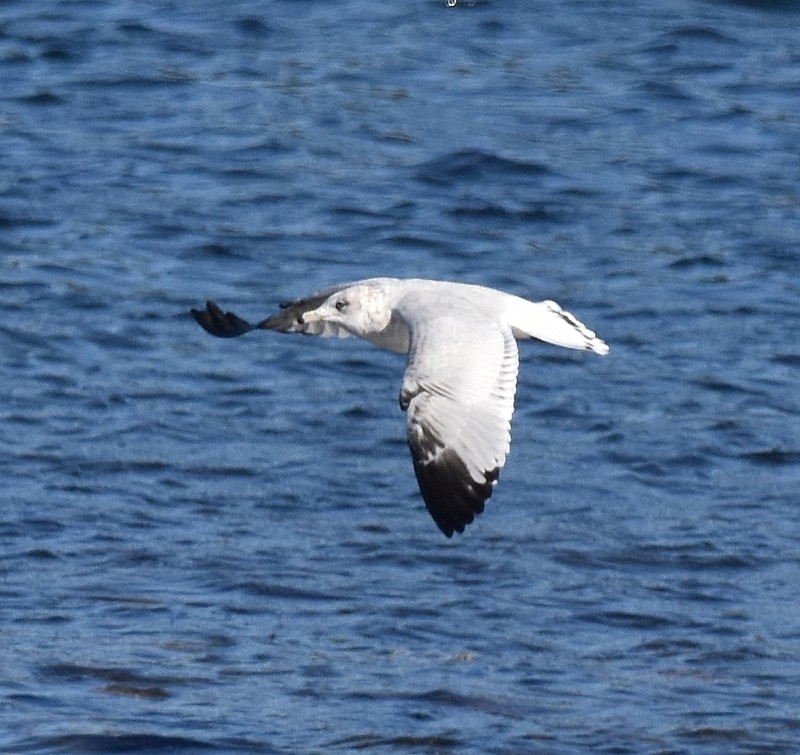 Ring-billed Gull - ML642661089