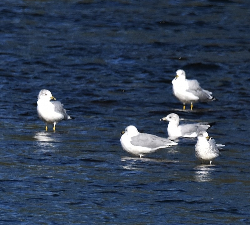 Ring-billed Gull - ML642661102