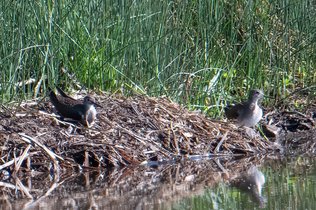 Lesser Yellowlegs - ML642661125
