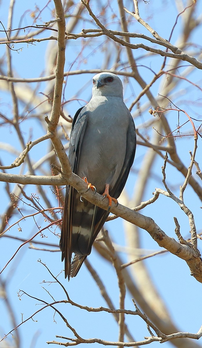 Plumbeous Kite - ML642661130