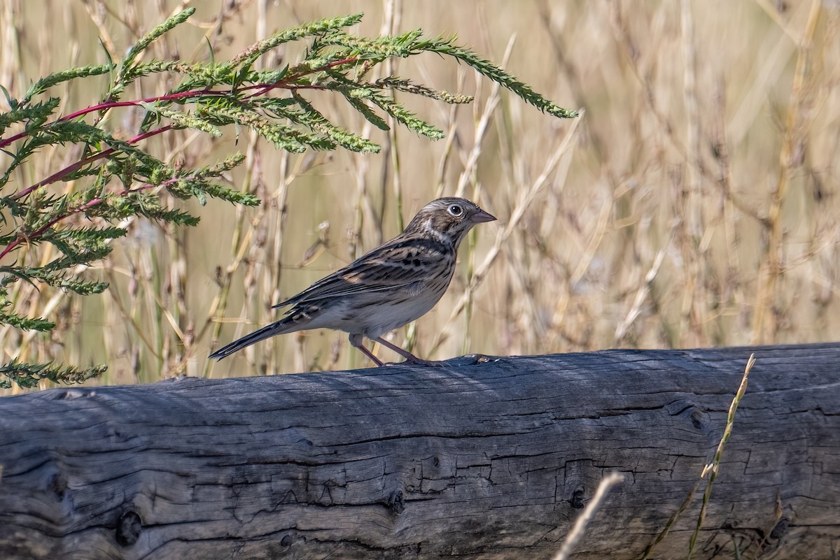 Vesper Sparrow - ML642661136