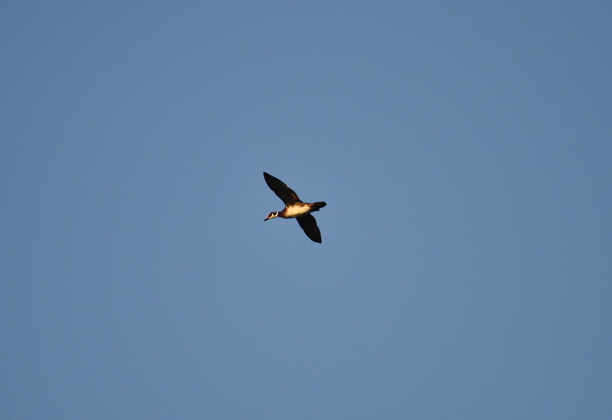 Wood Duck - ML642661143