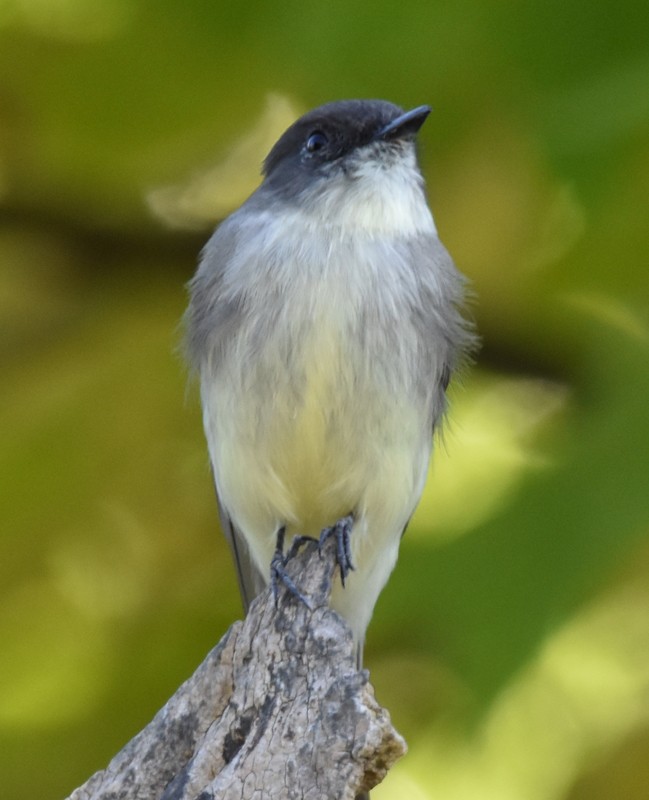 Eastern Phoebe - ML642661144