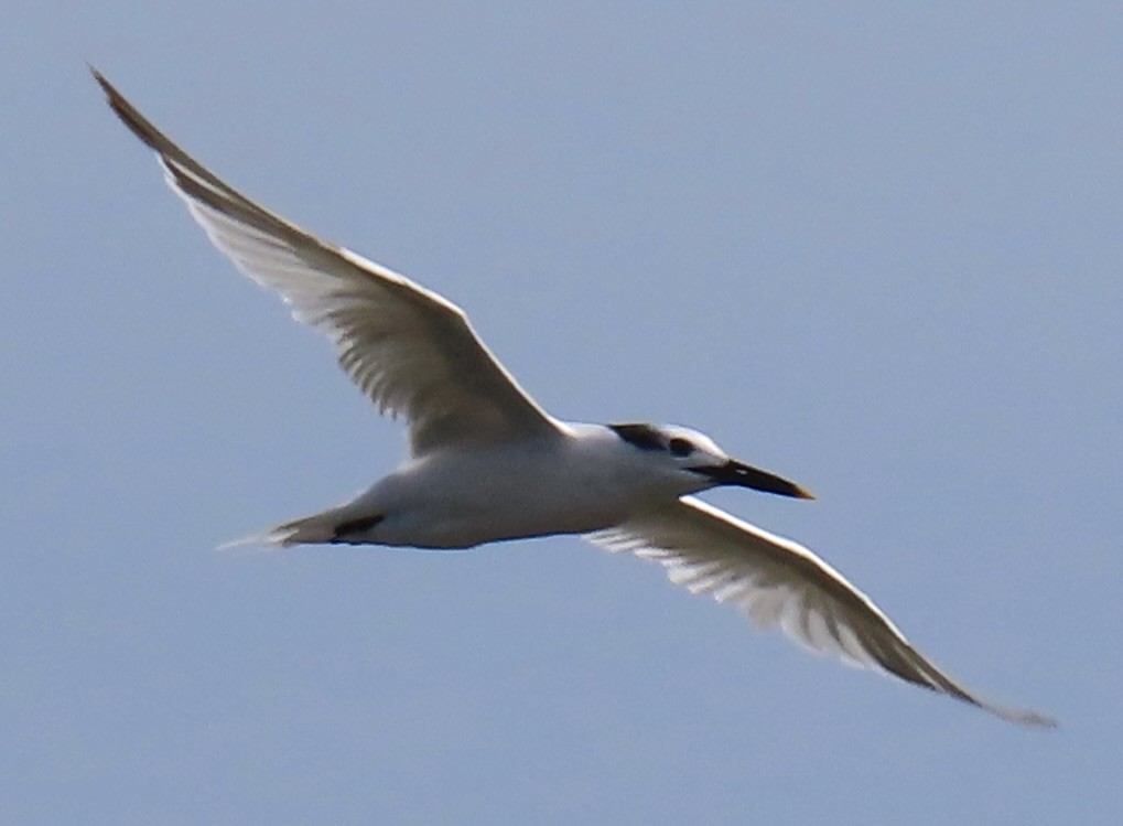 Sandwich Tern (Cabot's) - ML642661148