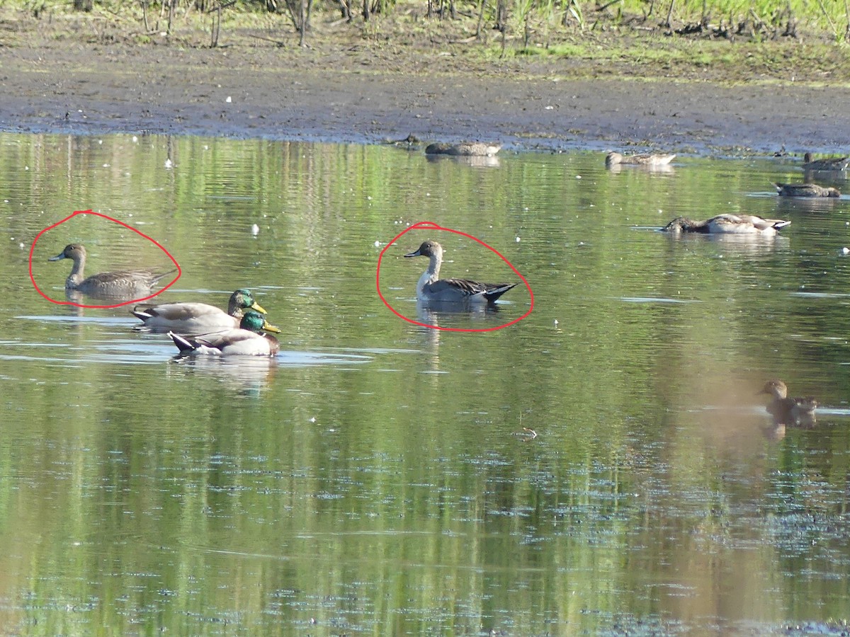 Northern Pintail - ML642661165