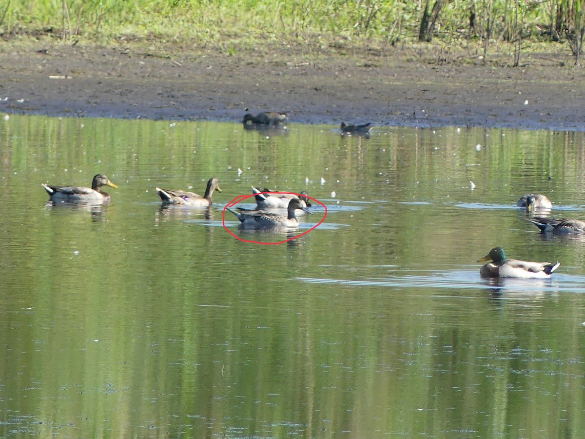 Northern Pintail - ML642661166