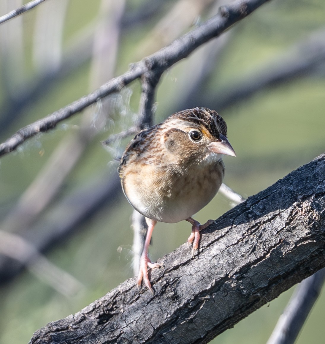 Grasshopper Sparrow - ML642661167