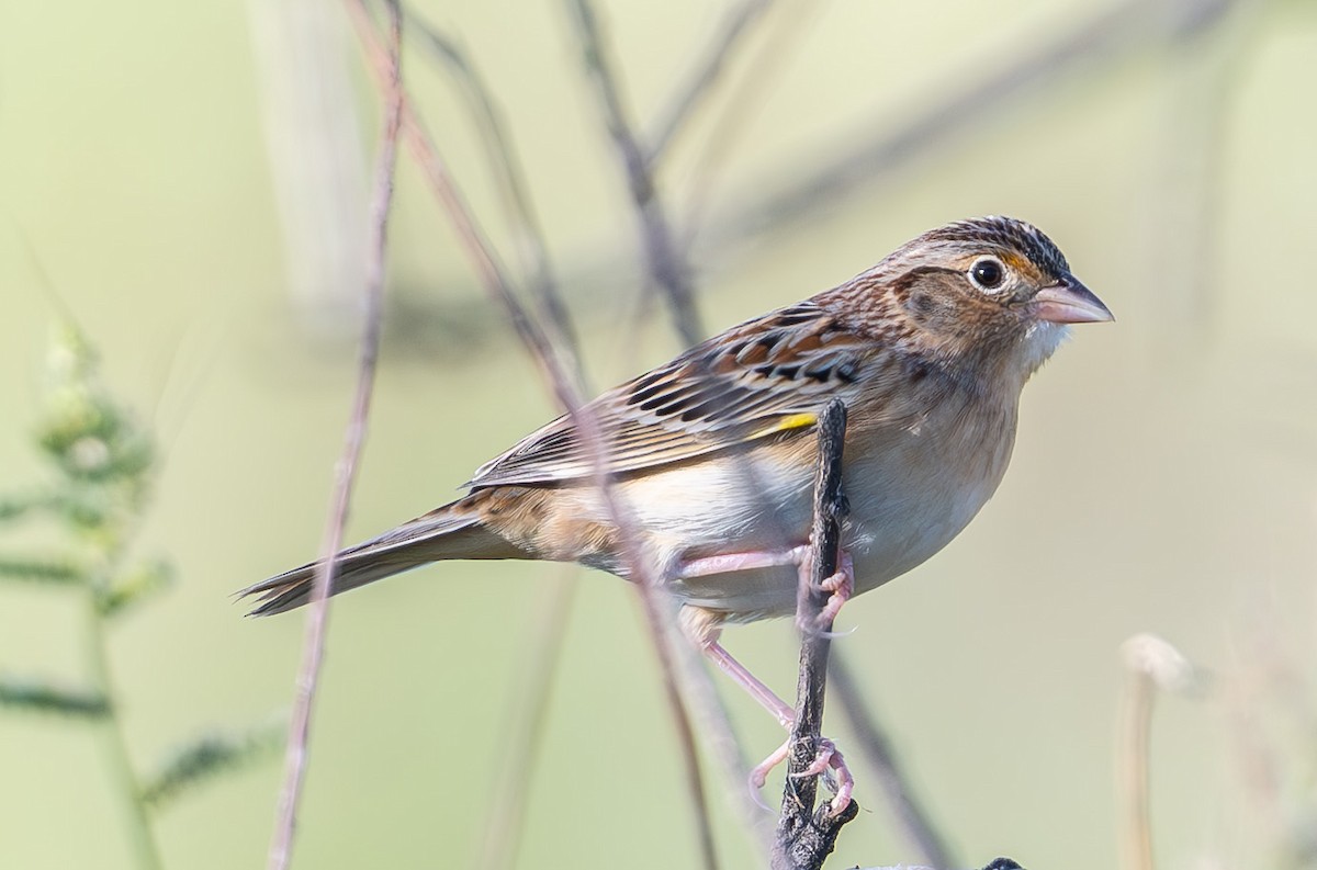 Grasshopper Sparrow - ML642661168