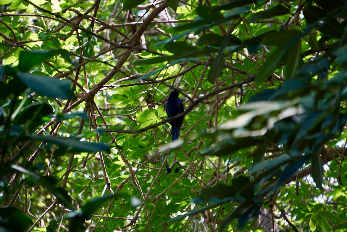 Greater Racket-tailed Drongo - ML642661194