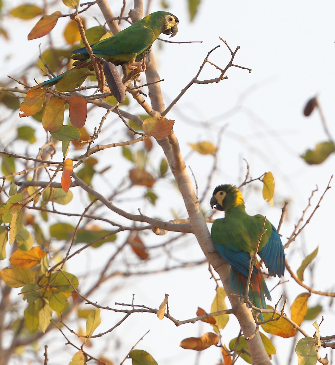 Yellow-collared Macaw - ML642661195