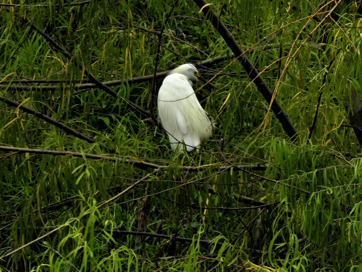 Snowy Egret - ML642661213
