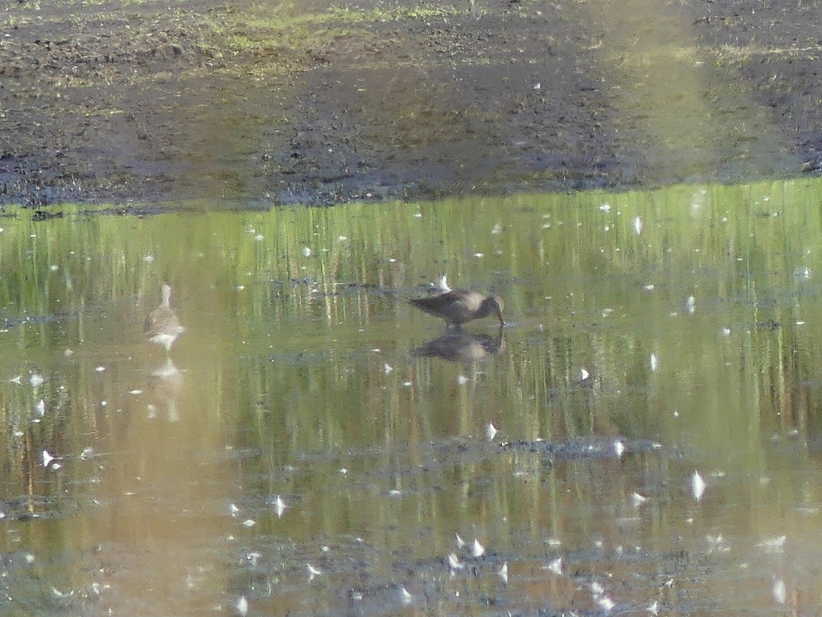 Short-billed/Long-billed Dowitcher - ML642661223