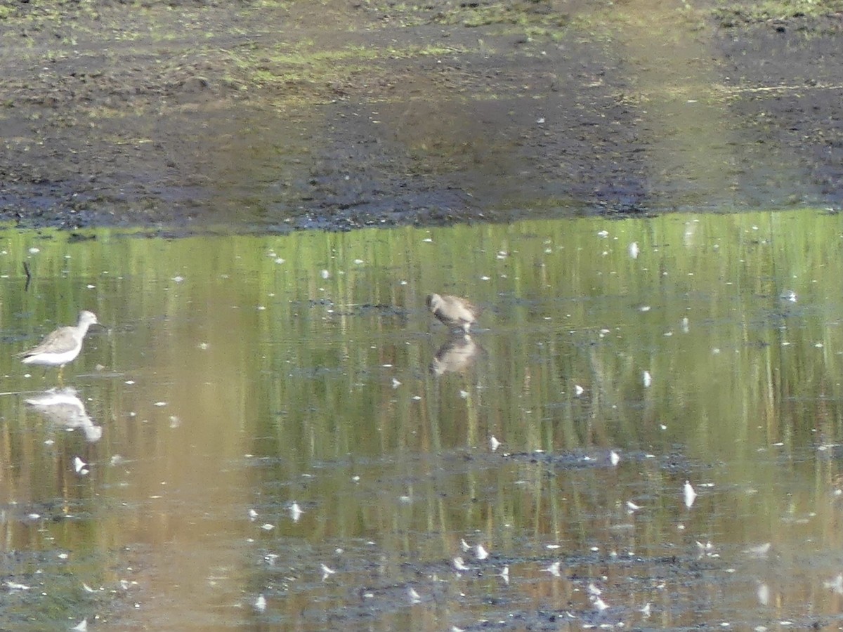 Short-billed/Long-billed Dowitcher - ML642661224