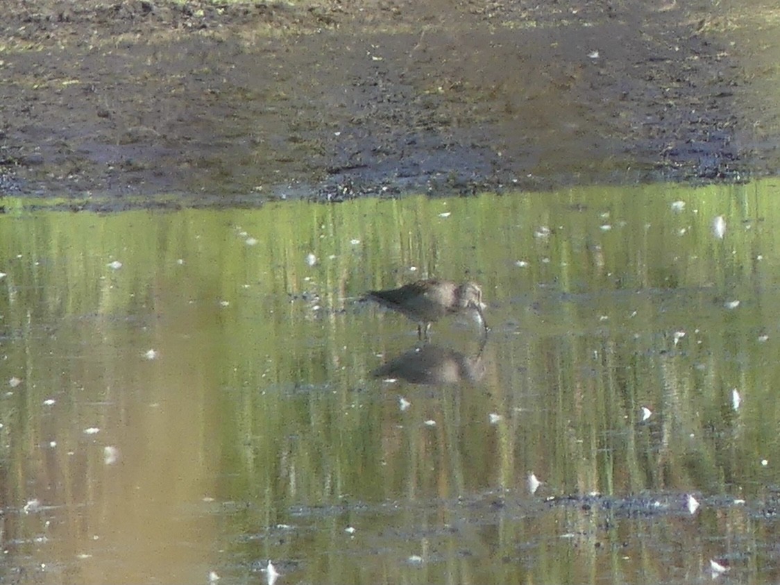 Short-billed/Long-billed Dowitcher - ML642661225