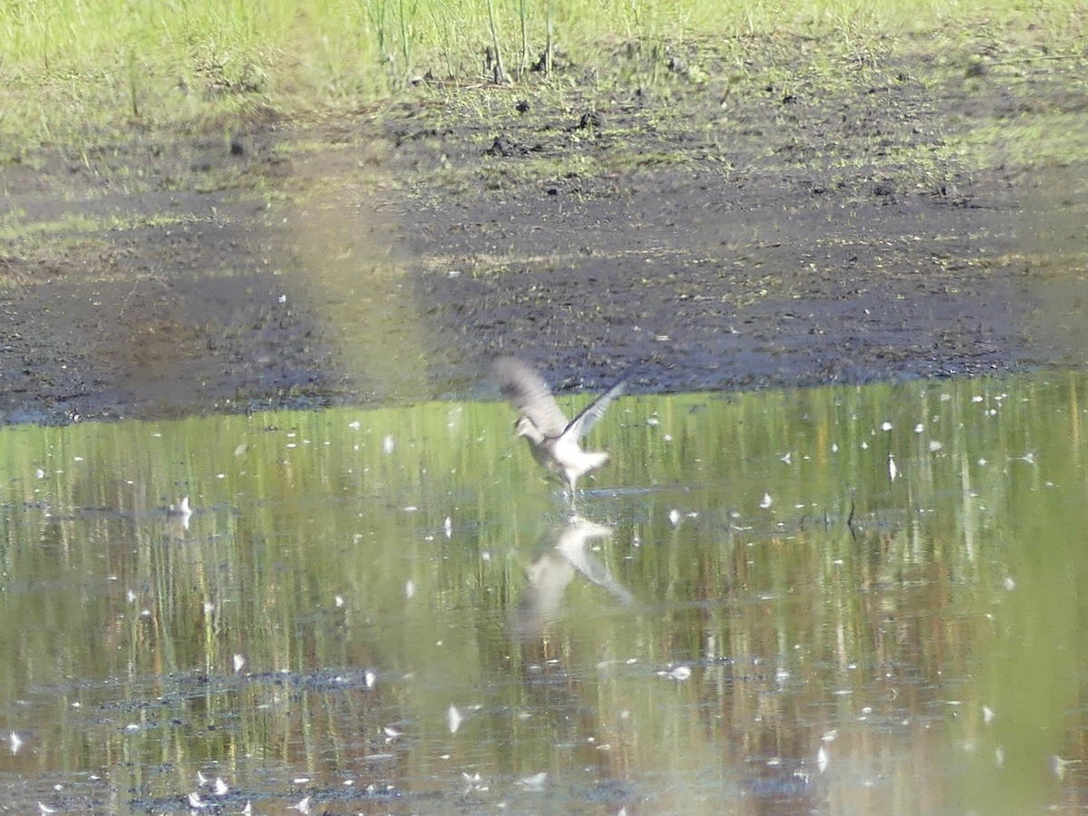 Short-billed/Long-billed Dowitcher - ML642661226