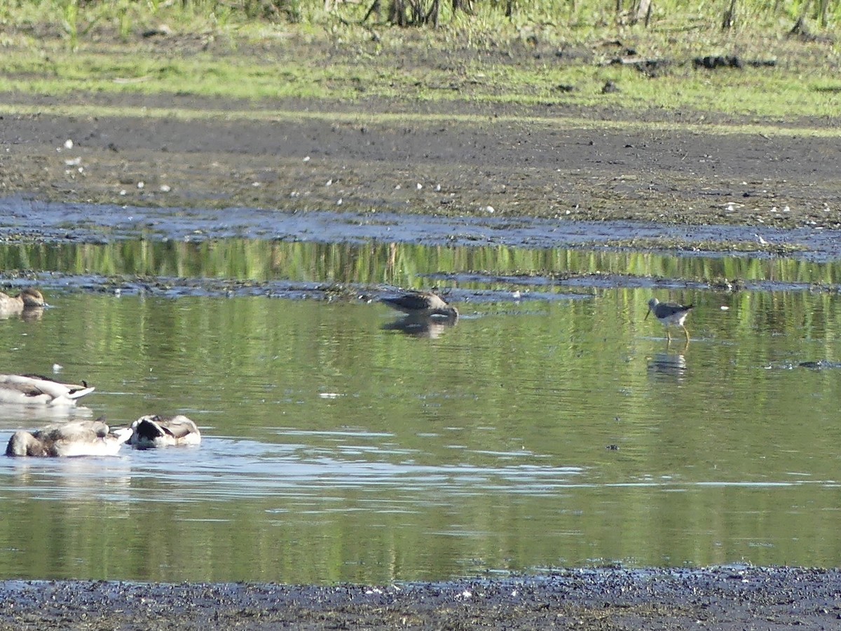 Short-billed/Long-billed Dowitcher - ML642661227