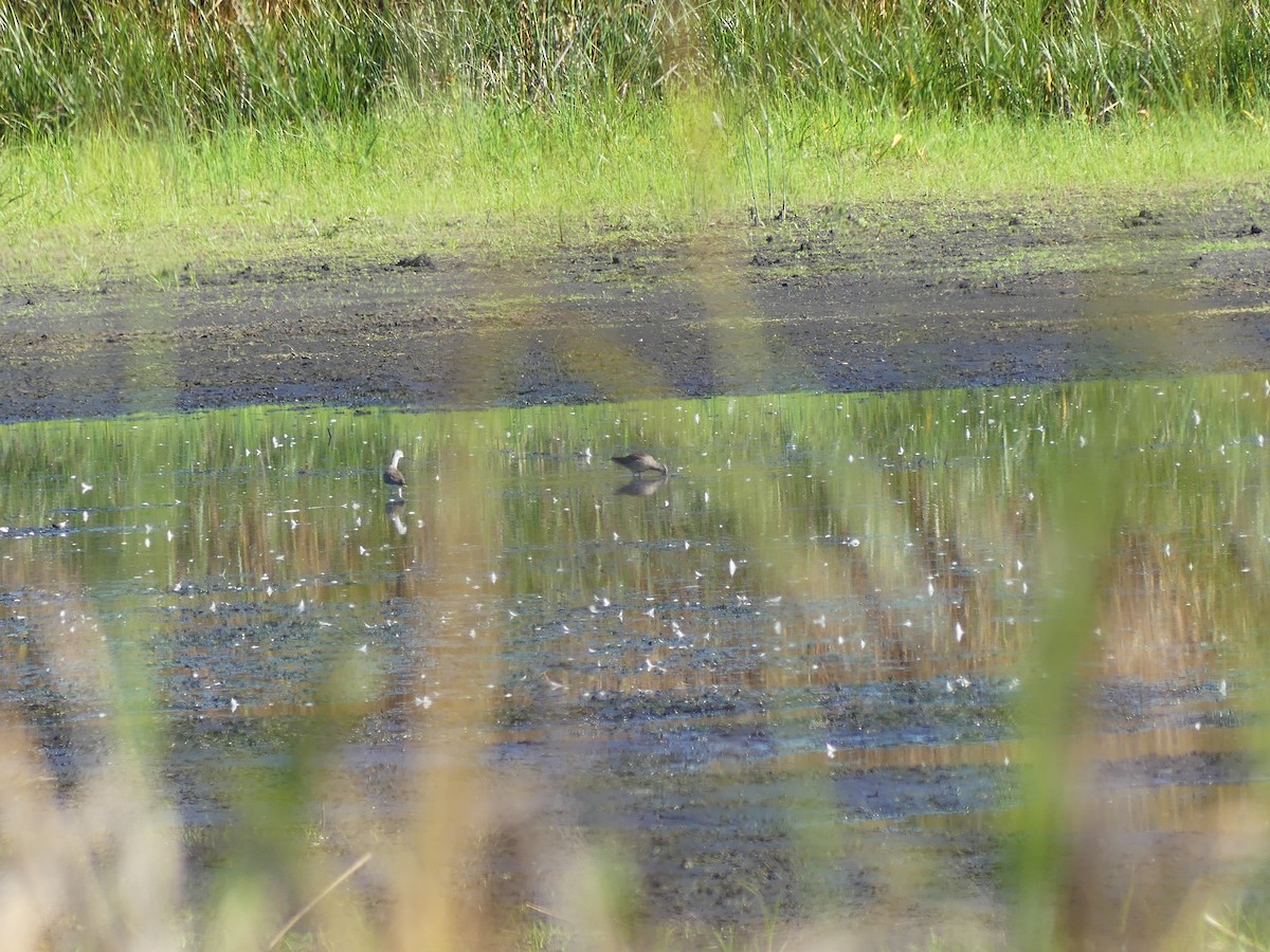 Short-billed/Long-billed Dowitcher - ML642661228
