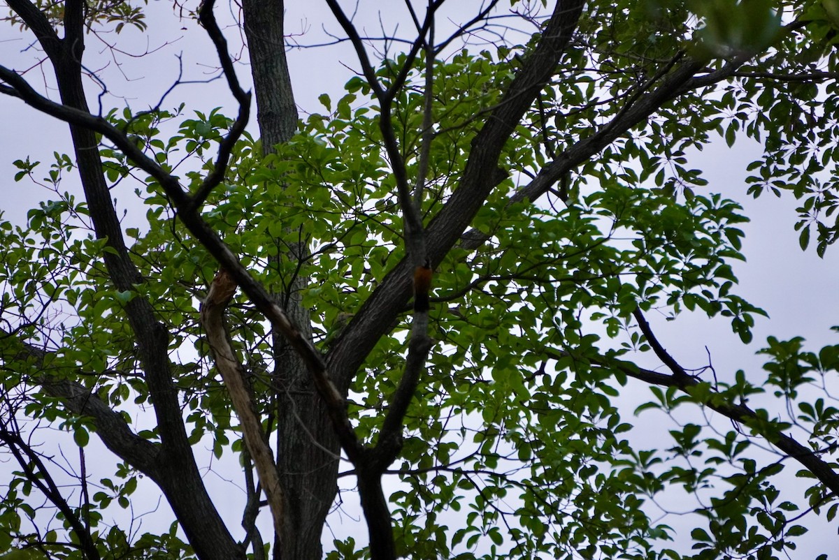 Lineated Barbet - ML642661234