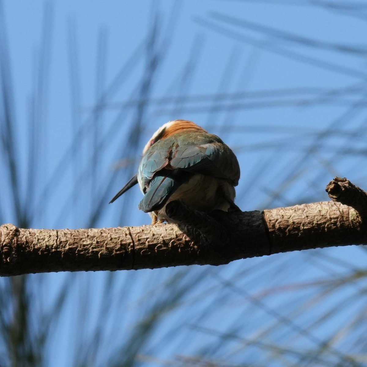 White-throated Bee-eater - ML642661244