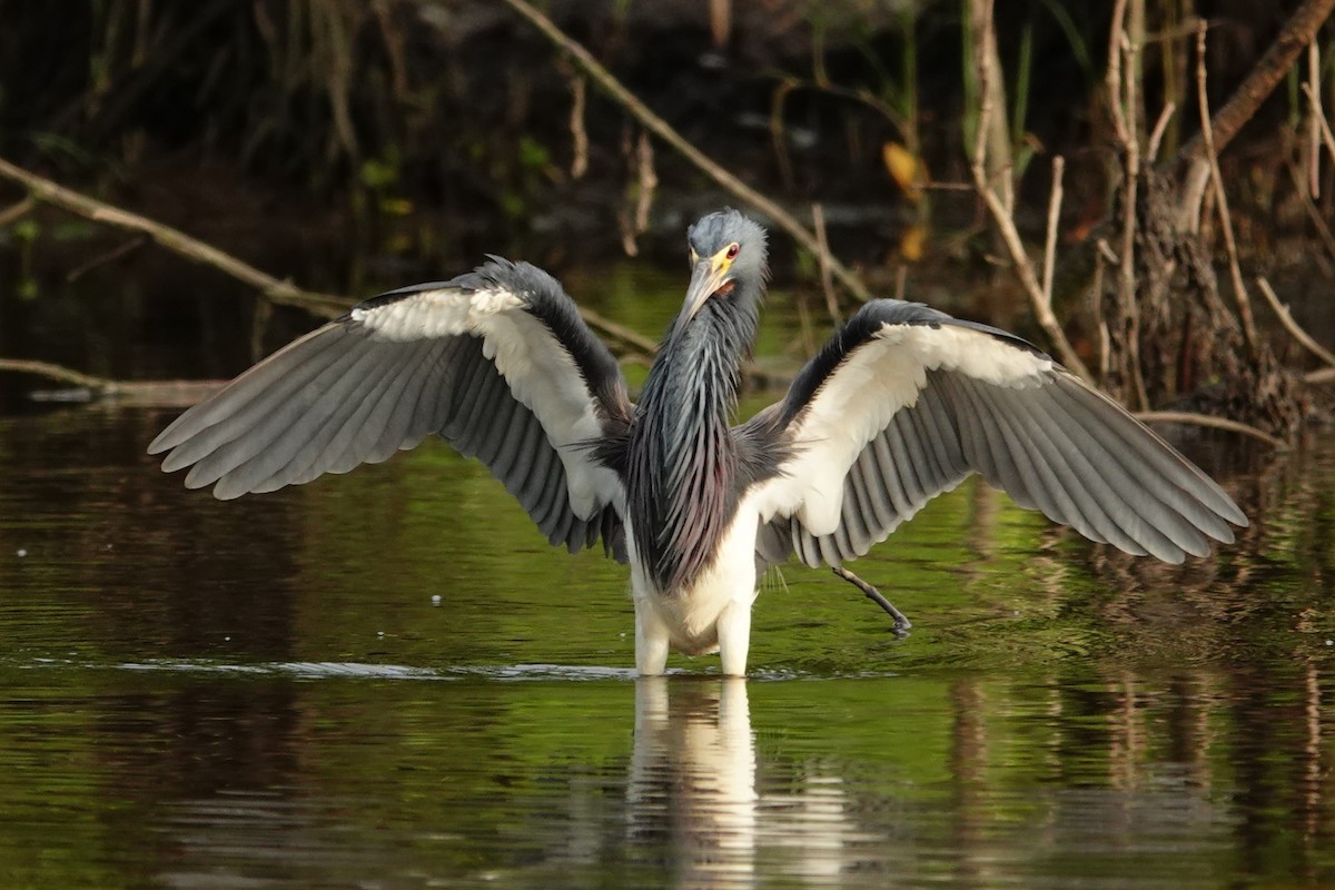 Tricolored Heron - ML642661272