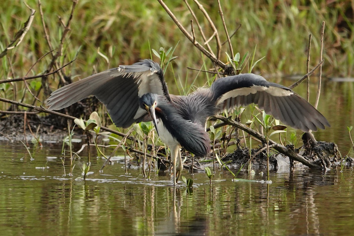 Tricolored Heron - ML642661273