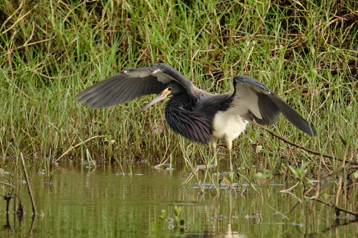 Tricolored Heron - ML642661274