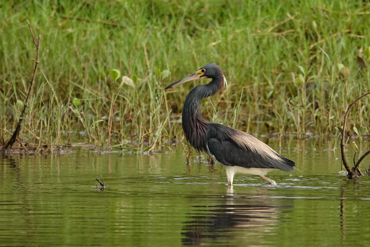 Tricolored Heron - ML642661275