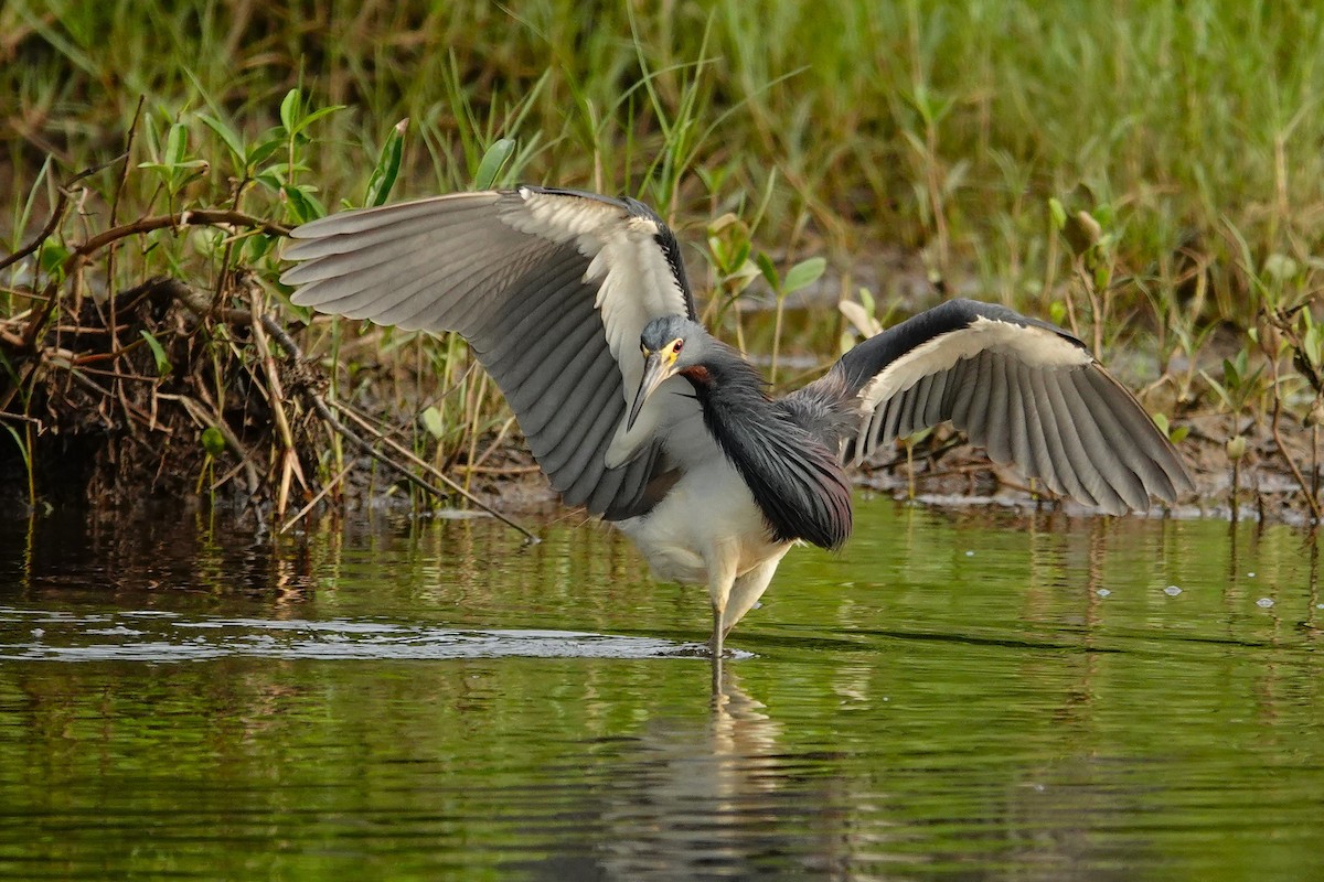 Tricolored Heron - ML642661277