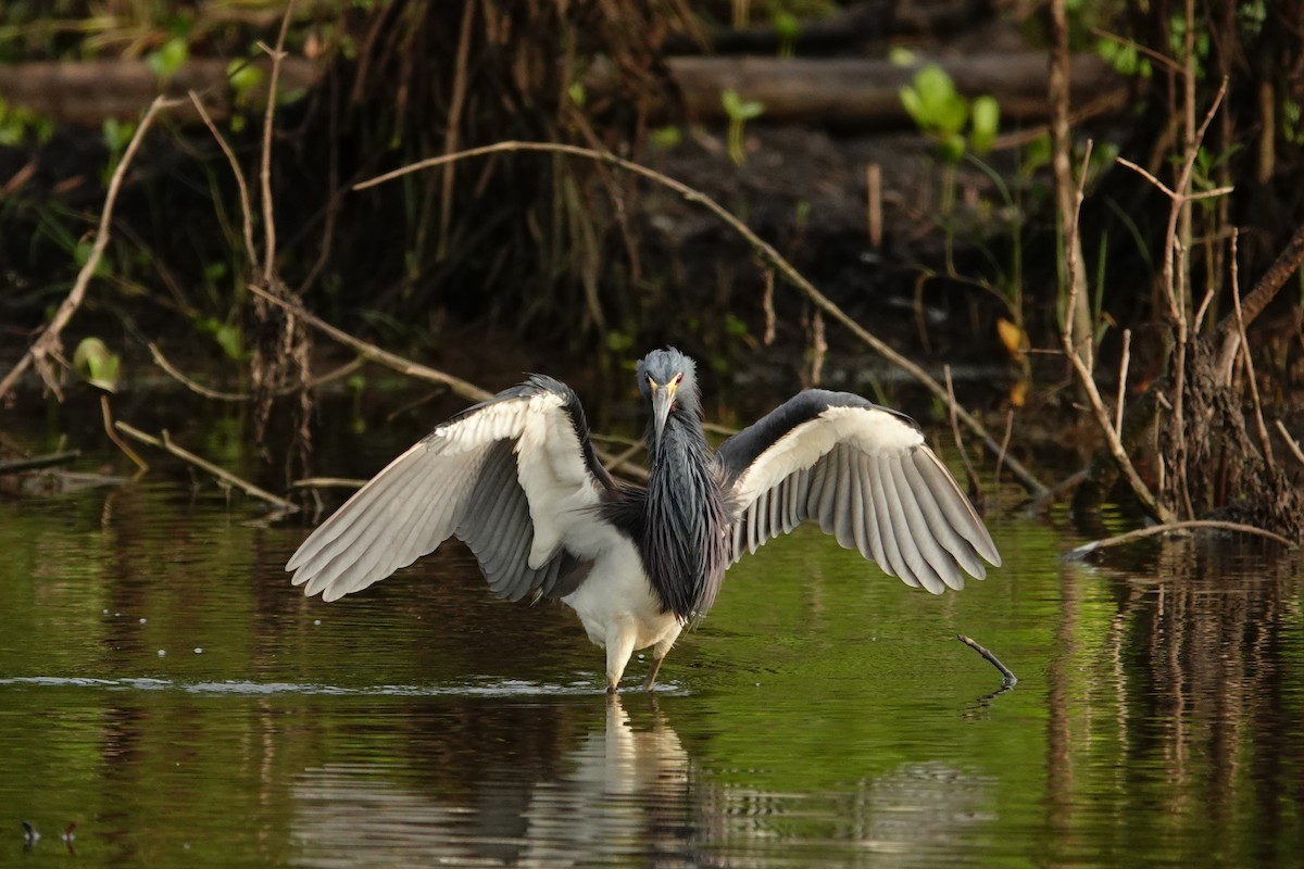 Tricolored Heron - ML642661278