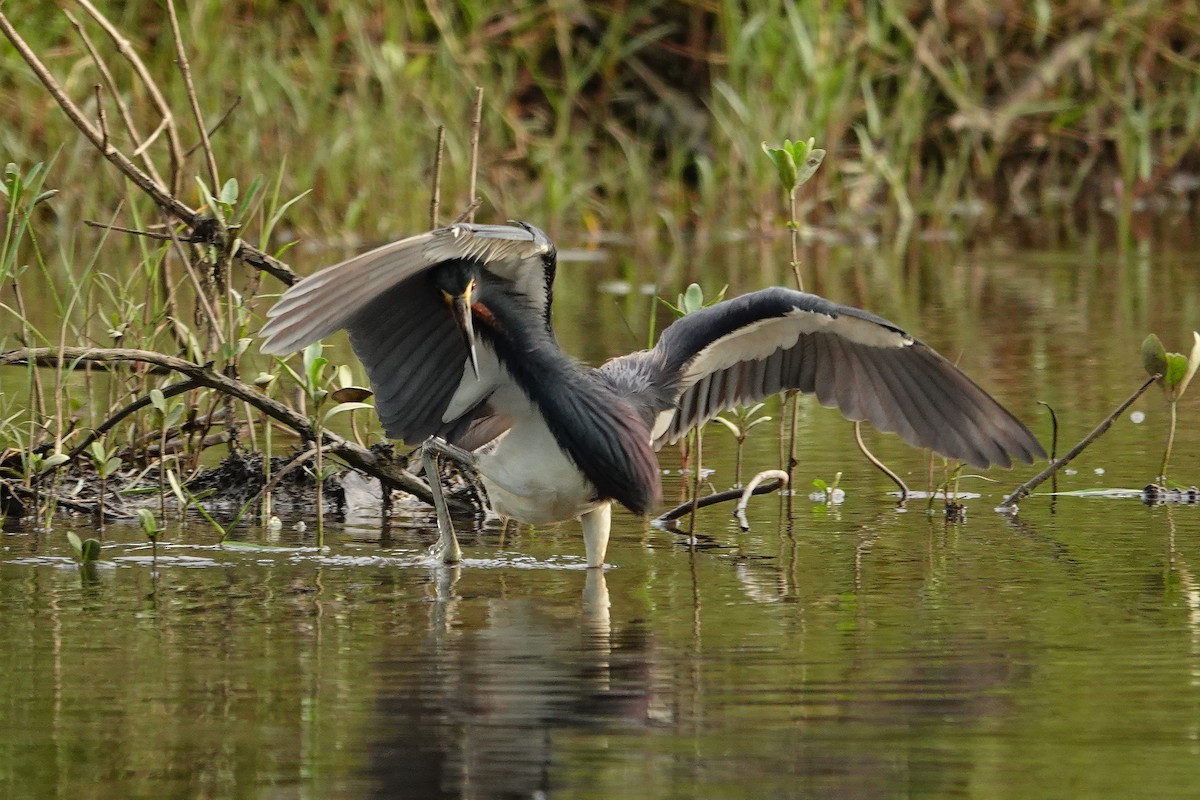 Tricolored Heron - ML642661279