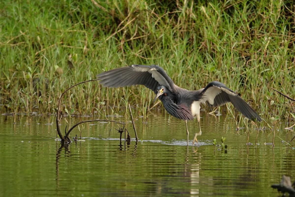 Tricolored Heron - ML642661280