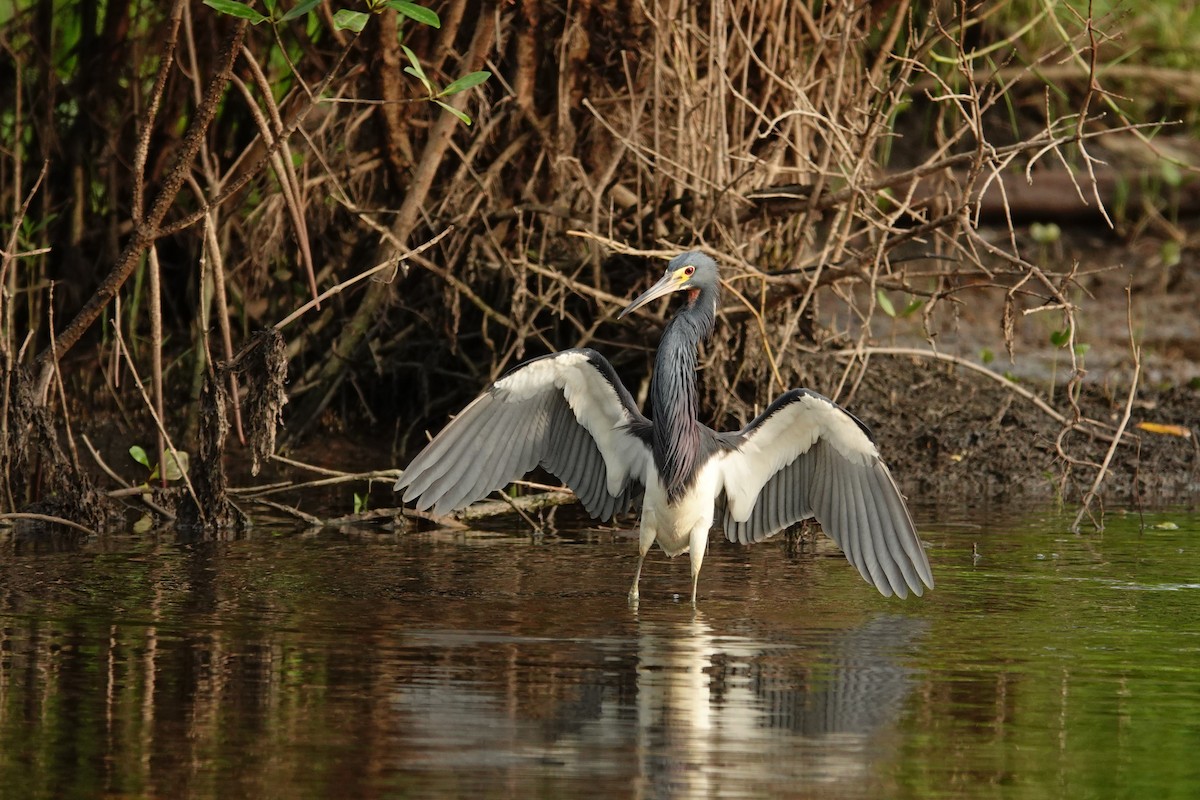 Tricolored Heron - ML642661281