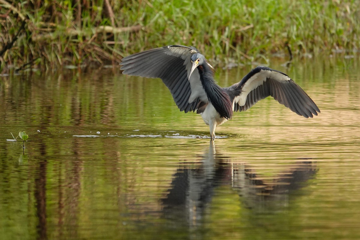 Tricolored Heron - ML642661283
