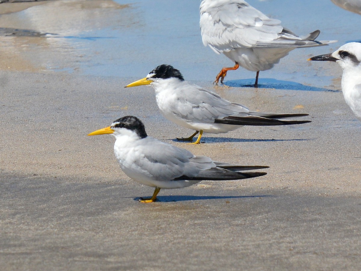 Yellow-billed Tern - ML642661288