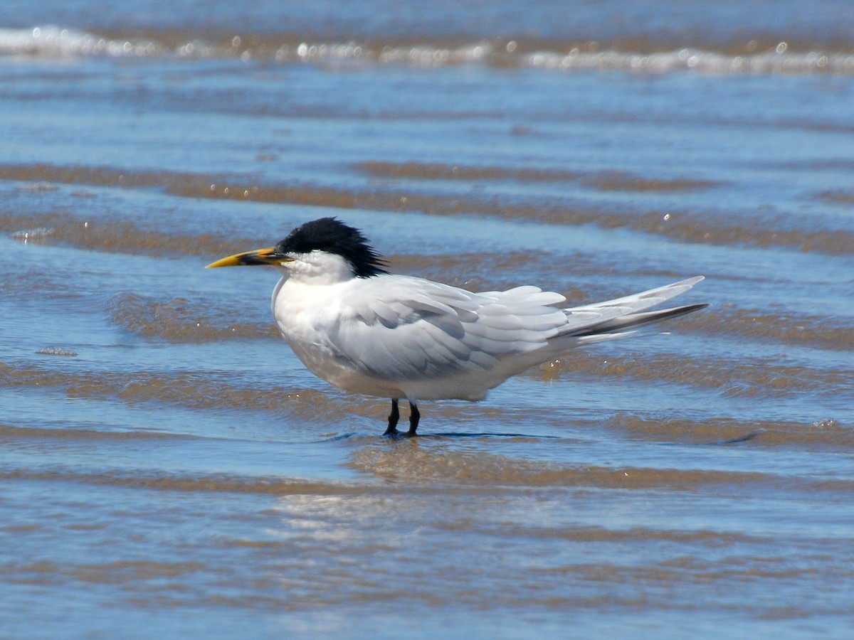 Sandwich Tern - ML642661299